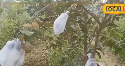 बिहार के किसान मनोज कुशवाहा ने ताइवान पिंक अमरूद से कमाए 5 लाख रुपये सालाना.