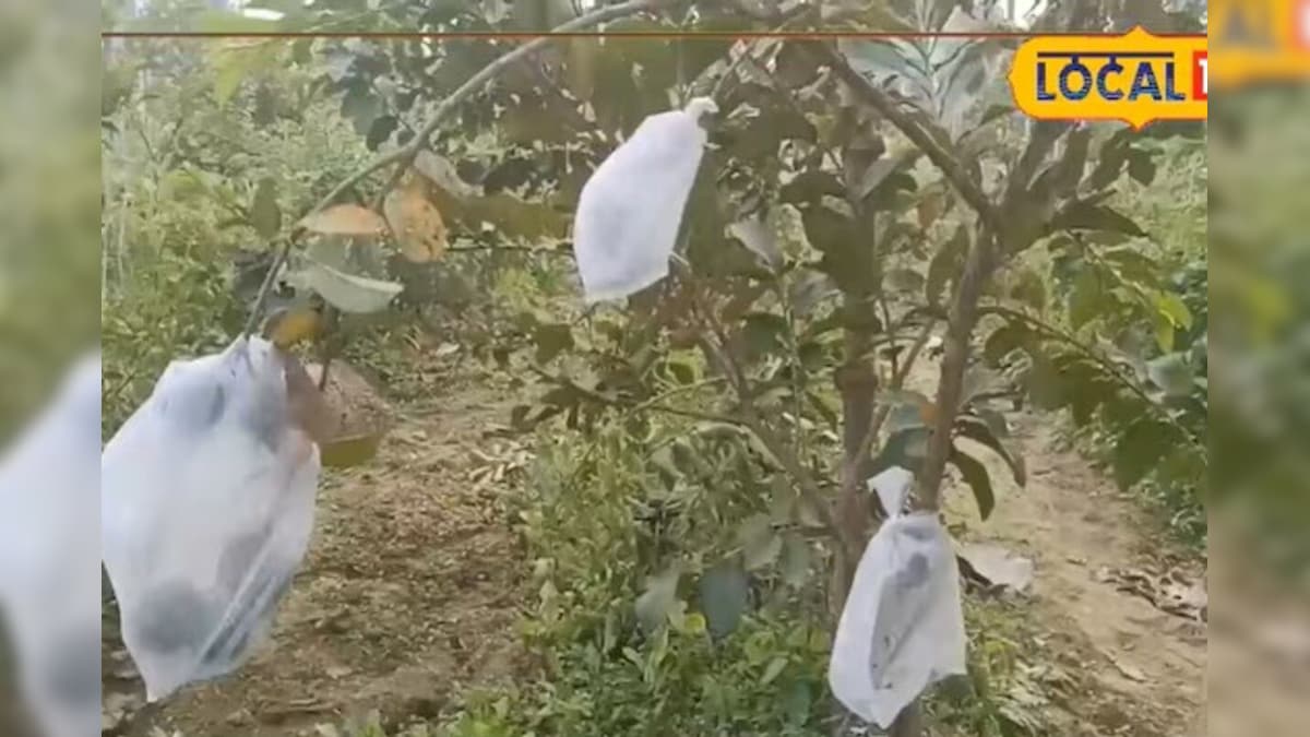 Video: साल में 3 बार उपज, 5 लाख का प्रॉफिट! मुनाफे की मशीन बनी ये 'गुलाबी फल' की खेती