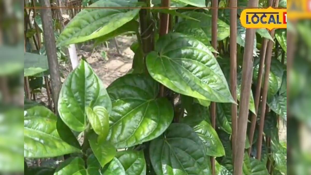 Video: यहां बिना 'पान' न शादी होती है न विदाई! एक महीने में 20 लाख पत्तों का खपत रिकॉर्ड