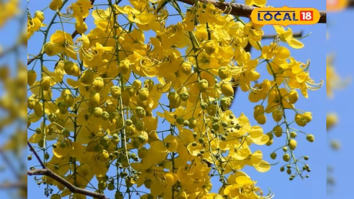 औषधियों की खान है यह पेड़! कब्ज से लेकर चेहरे के दाग-धब्बों तक, इन 4 ट्रिक्स से दूर होंगी परेशानियां