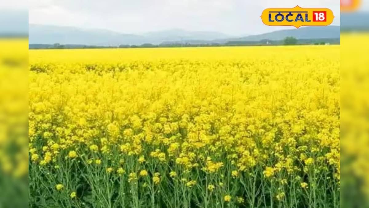 Krishi Tips: पहाड़ों की बर्फबारी और कोहरे से फसलों पर संकट, इन उपायों से गेहूं-सरसों को पाले से बचाएं किसान