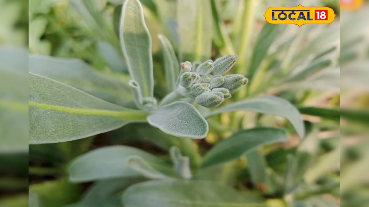 Health Tips: सेहत के लिए जादूगर है ये पौधा, शरीर से विषैले तत्व निकाल देगा बाहर, कफ, अपच और पेट दर्द में लाभकारी