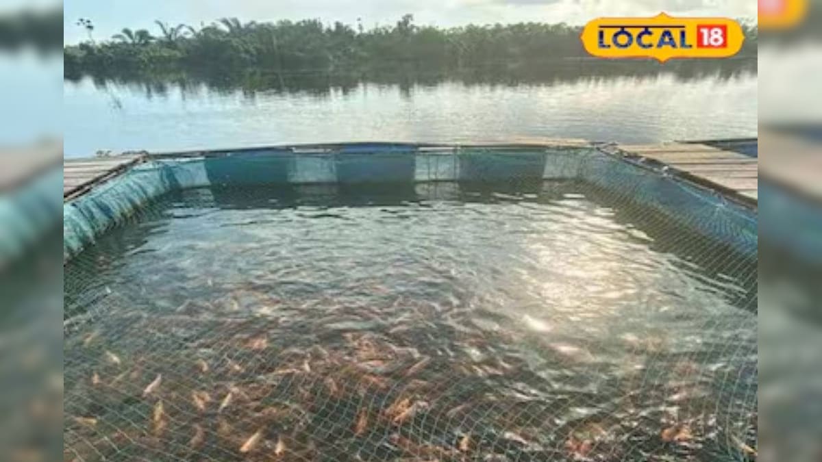 Fish farming: मछली पालन है कमिया का जरिया, जल्द बन जाएंगे धनवान; जानिए क्यों हैं ये बेस्ट