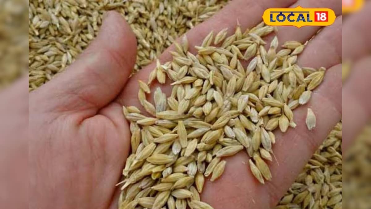 कमाल का है अनाजों का राजा जौ, जोड़ों के दर्द और यूरिक एसिड में रामबाण, जानें इसके चमत्कारी फायदे