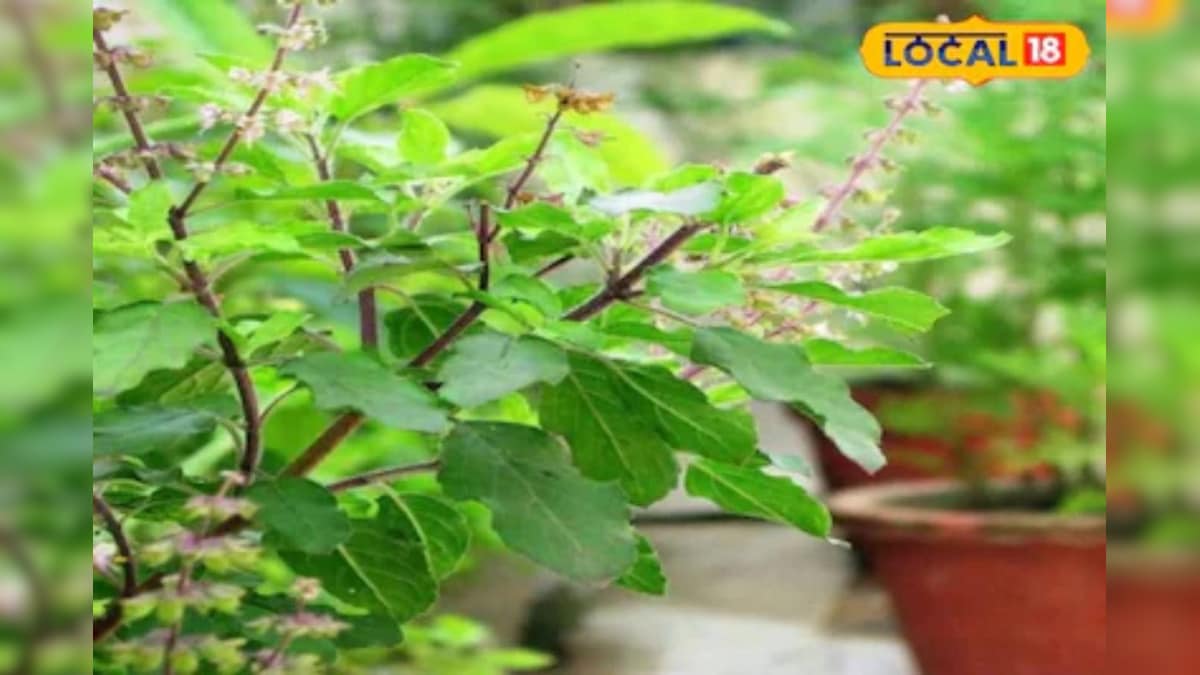 Benefits Of Tulsi: तुलसी के पत्तों को ऐसे करें डाइट में शामिल, मिलेंगे ये जबरदस्त फायदे
