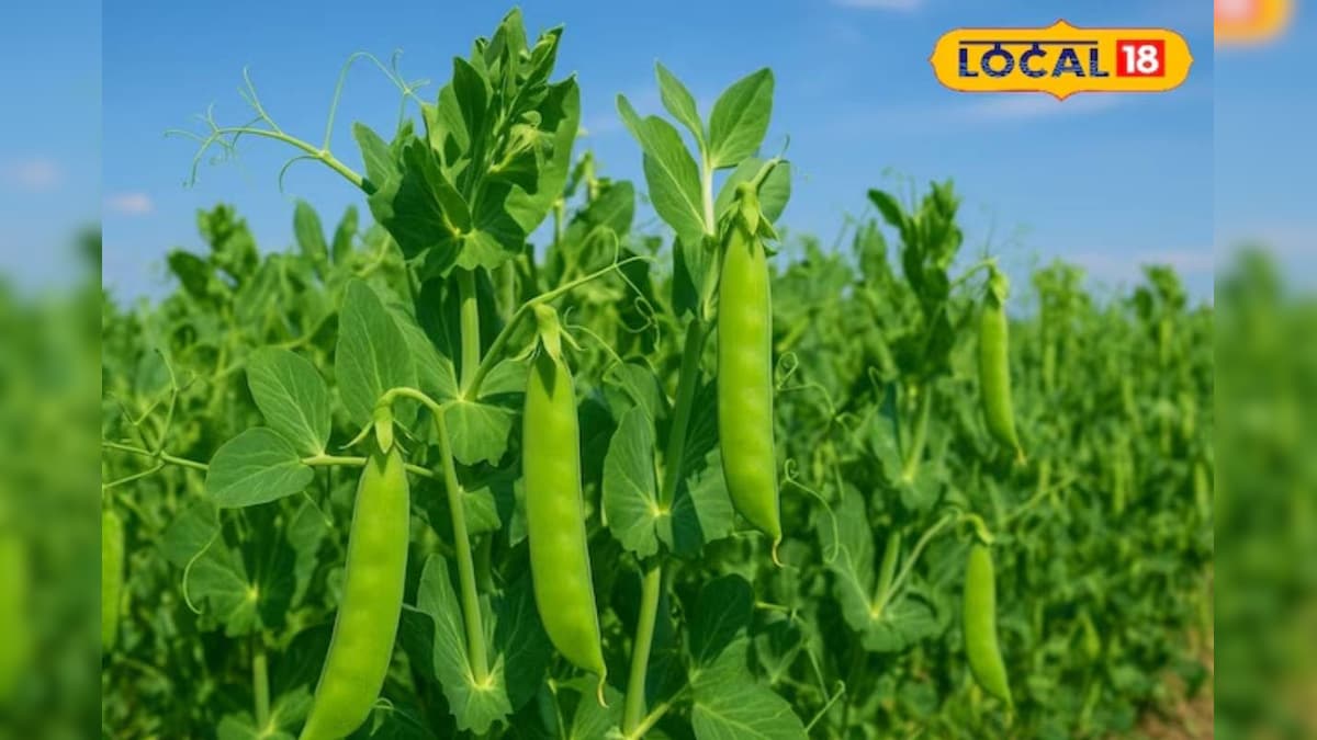 कम लागत, ज्यादा कमाई! मटर की खेती से होगा तगड़ा मुनाफा, जानें सही तरीका