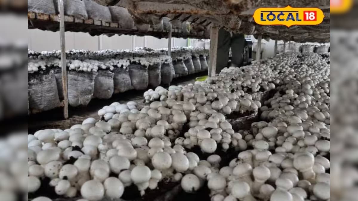 गेहूं-धान छोड़ किसान ने उगाया मशरूम, रोज 10-12 कुंतल उत्पादन; सालाना 30 लाख तक टर्नओवर