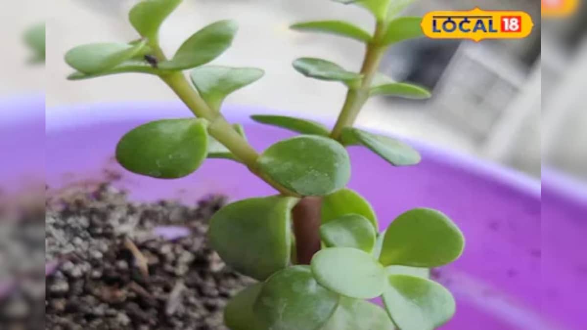 Vastu Tips: ये है भगवान कुबेर का पसंदीदा पौधा! घर में लाए सकारात्मक ऊर्जा, लंबे समय तक नहीं होगी धन की कमी Vastu Tips: ये है भगवान कुबेर का पसंदीदा पौधा! घर में लाए सकारात्मक ऊर्जा, लंबे समय तक नहीं होगी धन की कमी