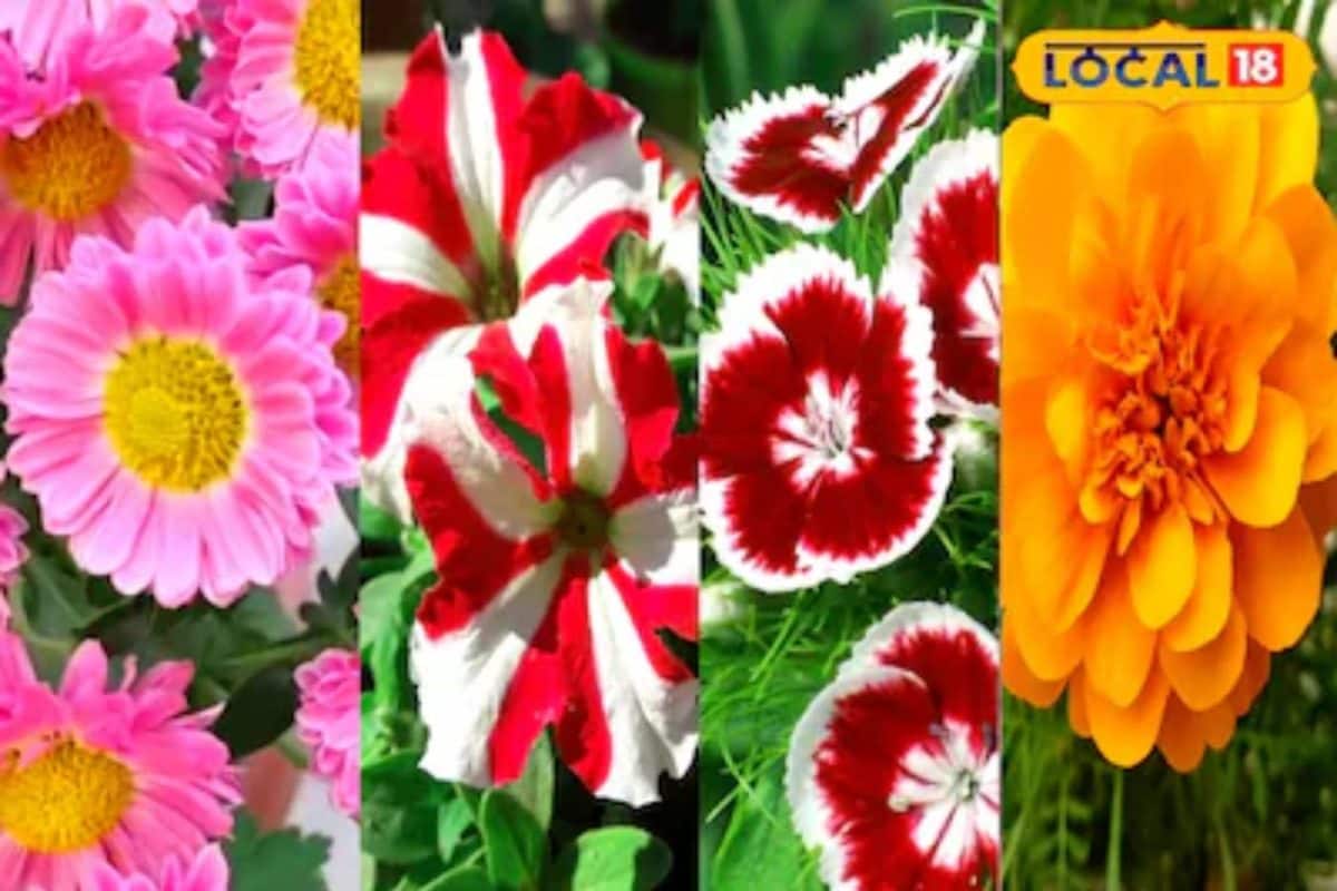 Tips and Tricks: सर्दी में पौधों पर कम आ रहे हैं फूल तो ये उपाय अपनाएं लहलहाएगी नजर आएगी आपकी फूलों की बगिया