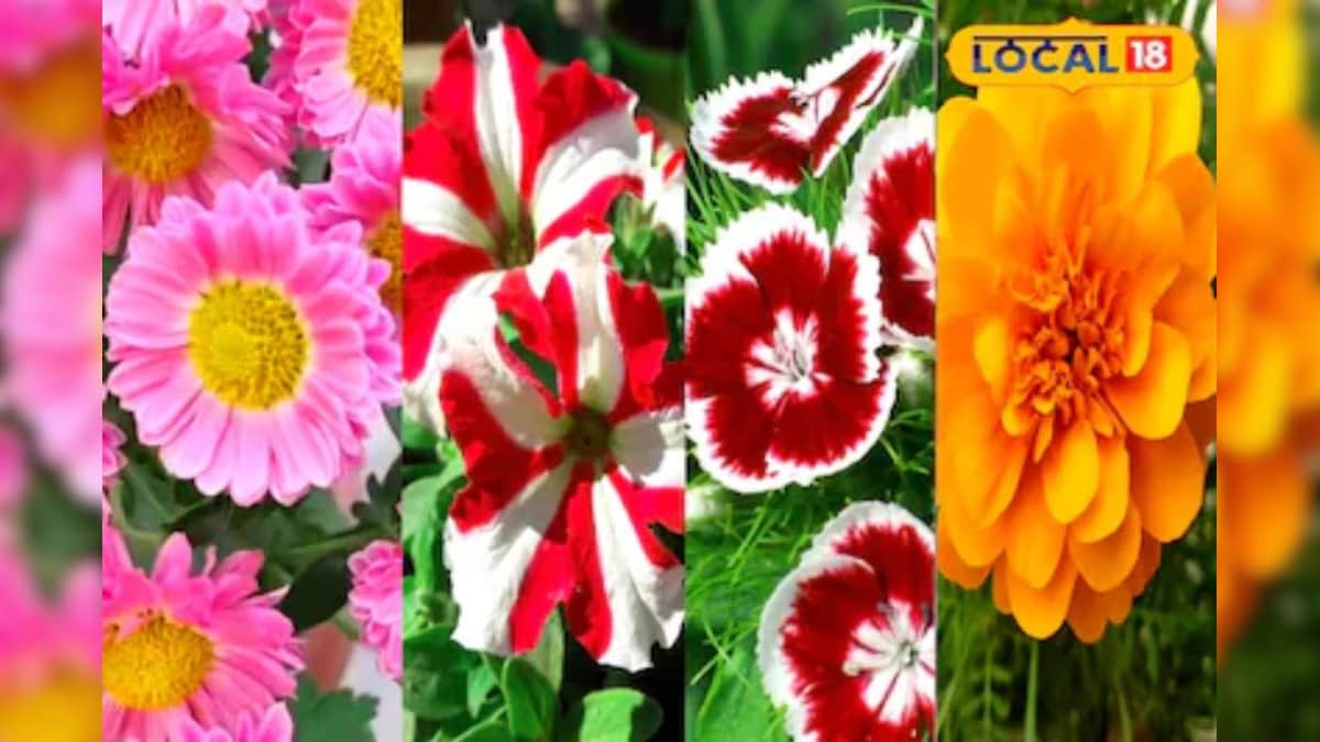 Tips and Tricks: सर्दी में पौधों पर कम आ रहे हैं फूल? तो ये उपाय अपनाएं, लहलहाएगी आपकी फूलों की बगिया