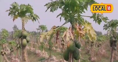 पपीते की खेती से 3 साल तक चांदी! एक एकड़ में 4 लाख का मुनाफा, किसानों ने खोजा मंत्र.