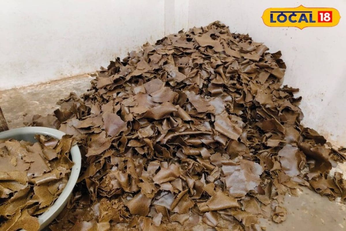 पशुओं को ठंड से बचाने का देसी उपाय! सरसों की खली बनेगी ढाल बढ़ाए सेहत और दूध उत्पादन