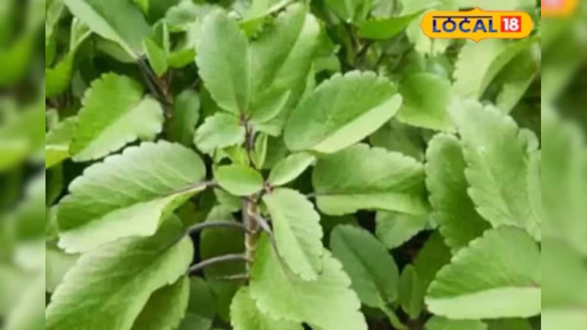 बेहद चमत्कारी है ये जड़ी-बूटी! पथरी में रामबाण, जानें वैद्य से इसका सही उपयोग और सावधानी