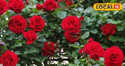 गुलाब के फायदे