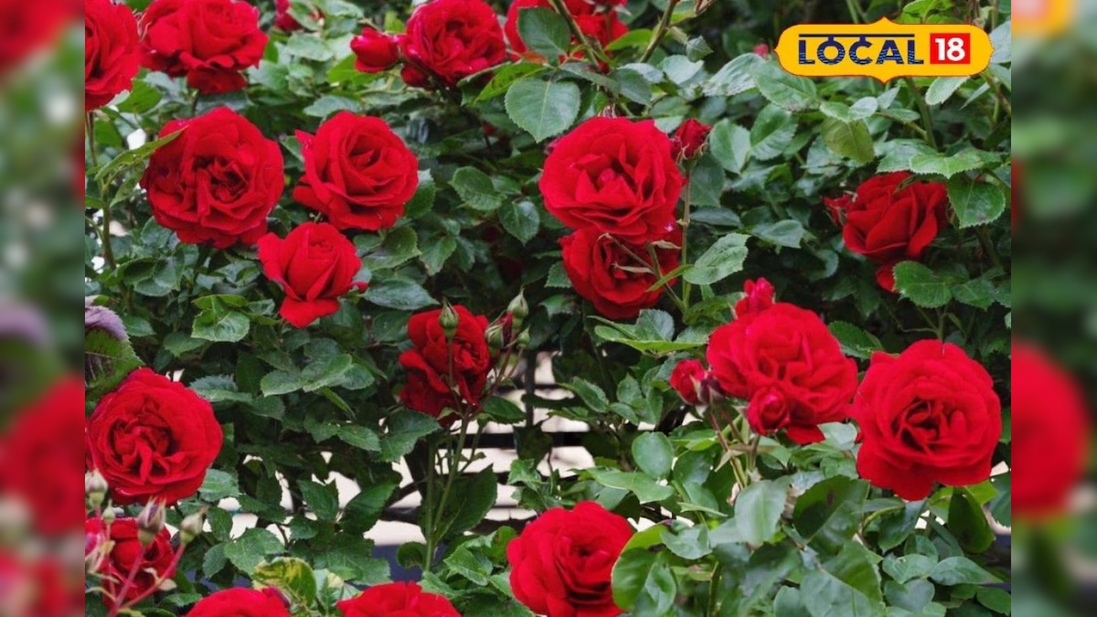 संजीवनी बूटी से कम नहीं गुलाब का फूल, इसमें छुपा है कई बीमारियों का इलाज, जानें औषधीय गुण