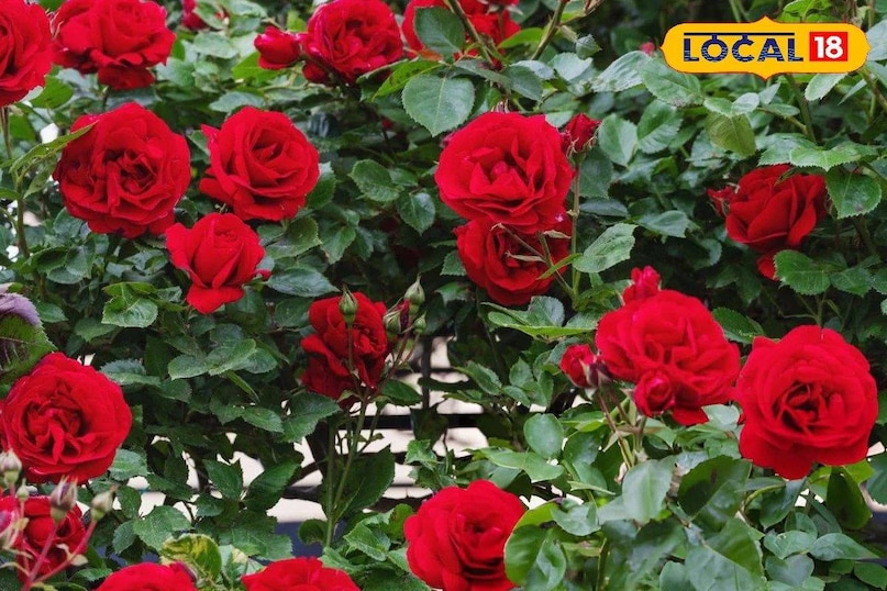  Rose Plant: माली से जानें गुलाब उगाने का सीक्रेट! एक टहनी से तैयार हो Illustration 