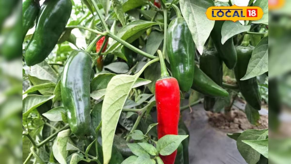कम लागत, ज्यादा मुनाफा! अचारी मिर्च की खेती से रोजाना आमदनी, किसान कमा रहे लाखों