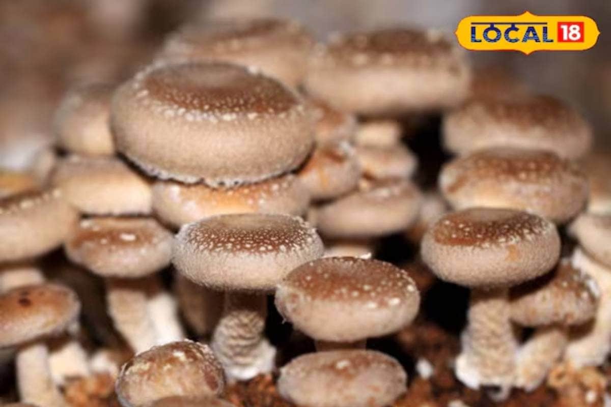 घर के टीन शेड में उगाया जापानी शिटाके मशरूम 1000 रुपये किलो से शुरू होती है कीमत जानें खासियत