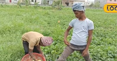 तरबूज-खरबूज की खेती से 3 महीने में कमाएं ₹20 लाख! किसान से सीखें खेत तैयार करने के टिप्स.