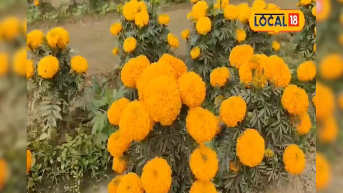 Video: नेशनल अवार्ड विनर किसान का धमाका! खेत में उगाया 'जीवित गुलदस्ता', फूल गिनते थक जाएंगे आप