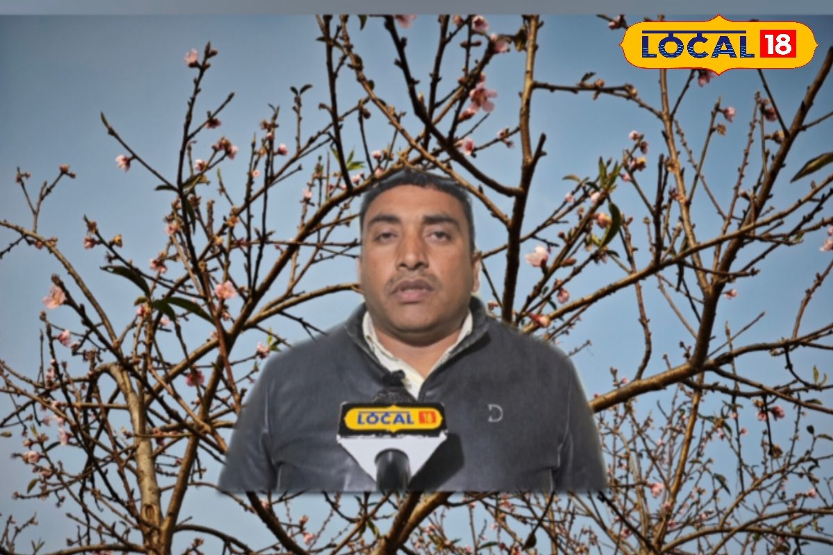 आड़ू की खेती से लाखों का मुनाफा अंबिकापुर के एक्सपर्ट ने बताया छप्परफाड़ कमाई सीक्रेट