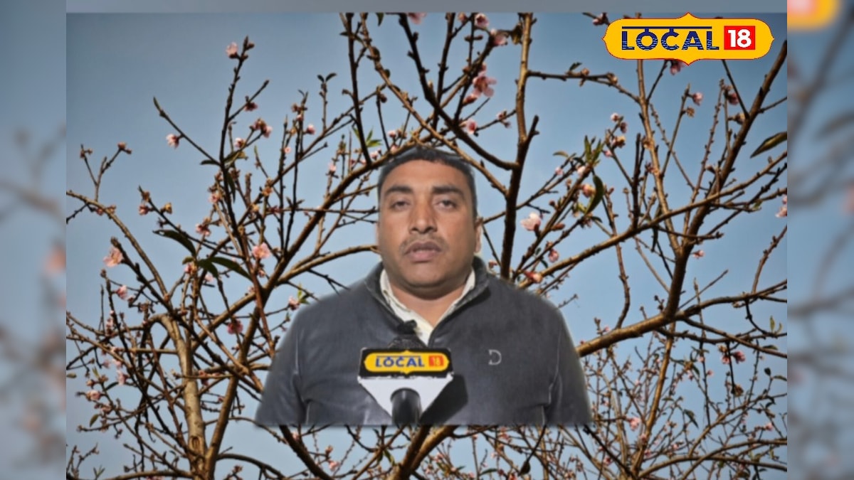 आड़ू की खेती से लाखों का मुनाफा, अंबिकापुर के एक्सपर्ट ने बताया छप्परफाड़ कमाई सीक्रेट