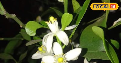 चमेली के फूल के औषधीय गुण: चिंता, अनिद्रा और तनाव में रामबाण उपाय