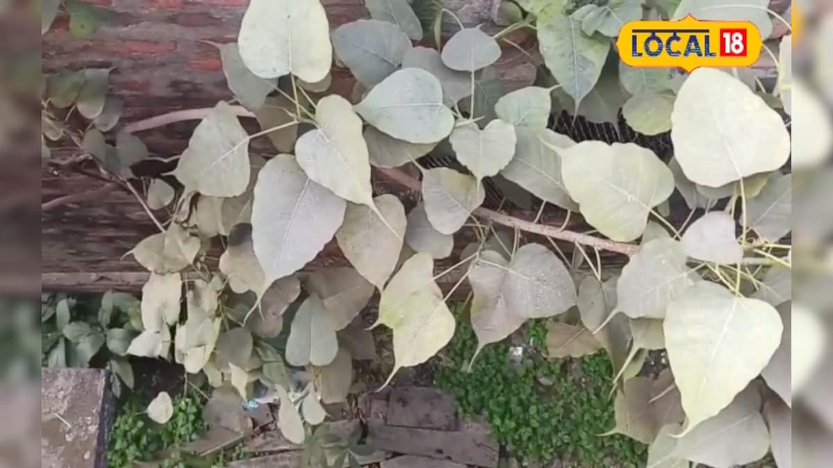 छत-दीवार पर उगे पीपल-बरगद से पाएं छुटकारा, अपनाएं ये आसान घरेलू तरीका