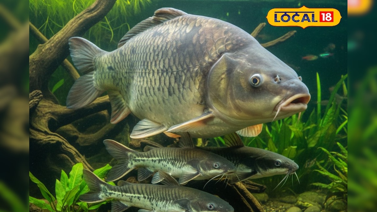 कैंसर का खतरा बढ़ा सकती हैं ये दो मछलियां, खाने में कभी न करें उपयोग