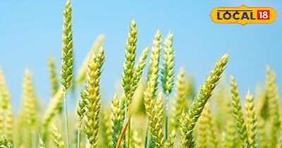 गेहूं की फसल में डालें ये जादुई घोल! मरे पौधों में आएगी जान, लहलहा उठेगी फसल
