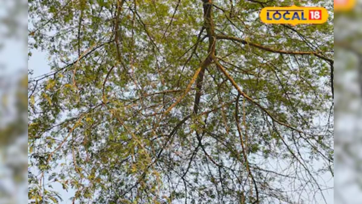 कीकर की छाल के चमत्कारी फायदे, दांत से लेकर पेट तक में लाभकारी; कई रोगों में पहुंचाए राहत