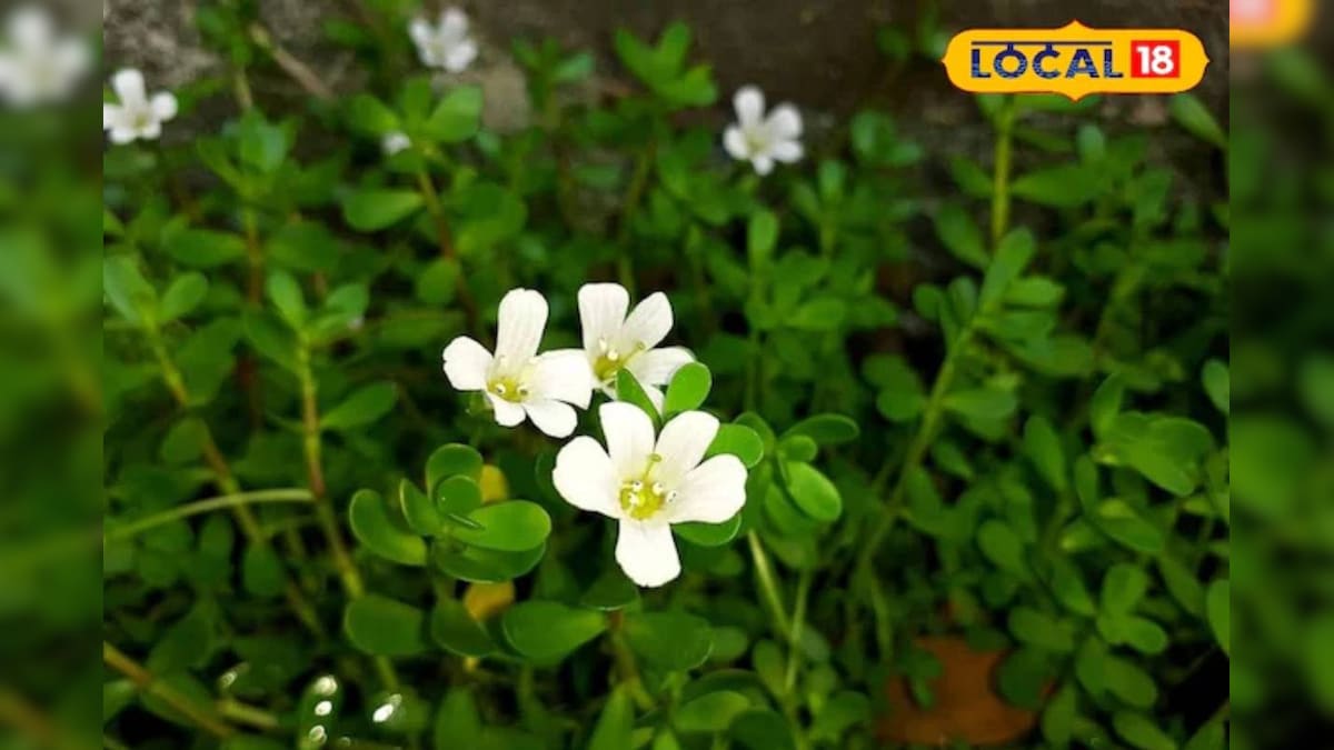 Brahmi Benefits: याददाश्त बढ़ाने में कारगर ब्राह्मी और शंखपुष्पी, दिमाग को कंप्यूटर जैसा तेज बनाएं