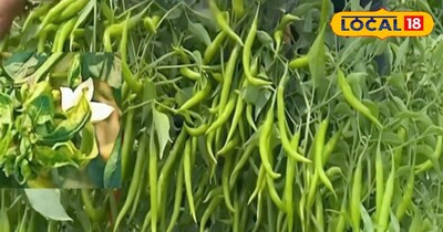 हरी मिर्च की पैदावार बढ़ाएं: प्रति एकड़ 12 क्विंटल के लिए विशेषज्ञ के सुझाव.