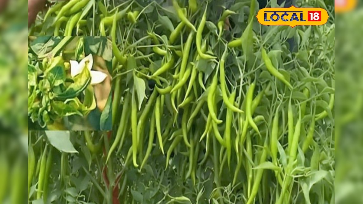 एक एकड़ में होगी 12 क्विंटल तक हरी मिर्च की पैदावार, कृषि विशेषज्ञ से जानिए खेती का सही तरीका