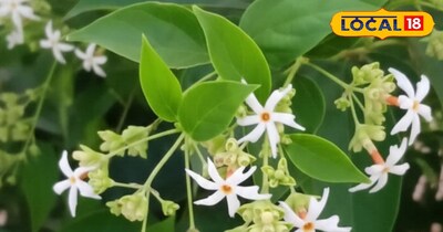 Parijat: The Miraculous Flower Curing Joint Pain, Boosting Hair Health & Immunity