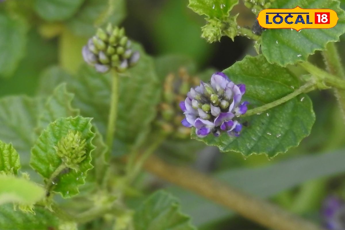 Health Tips: सैकड़ों बीमारियों की दवा है ये जड़ी-बूटी! कैंसर, डायबिटीज और बवासीर की करे छुट्टी, ऐसे करें इस्तेमाल