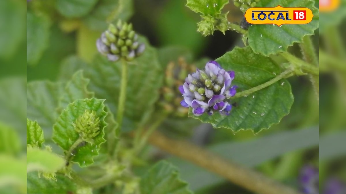 Health Tips: सैकड़ों बीमारियों की दवा है ये जड़ी-बूटी! कैंसर, डायबिटीज और बवासीर की करे छुट्टी, ऐसे करें इस्तेमाल