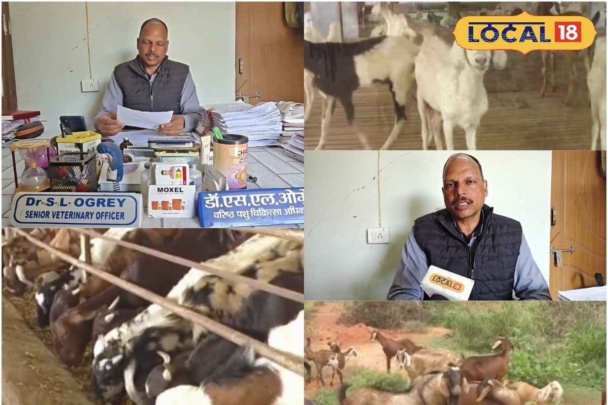ठंड में बकरियों की जान बचाएगा ये देसी जुगाड़ एक्सपर्ट से समझें सस्ता इलाज