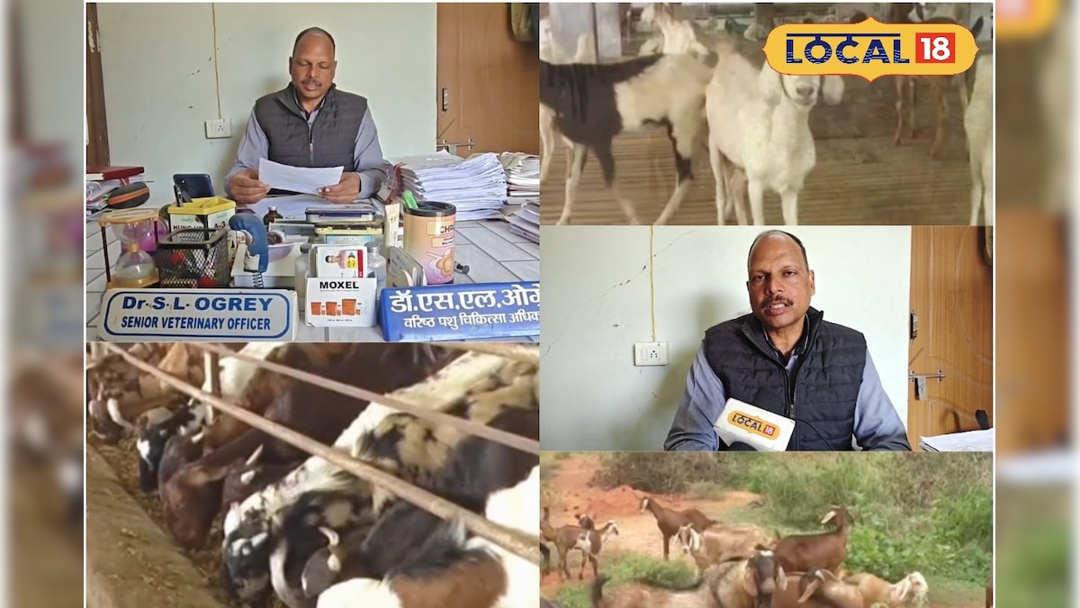 ठंड में बकरियों की जान बचाएगा ये देसी जुगाड़, एक्सपर्ट से समझें सस्ता इलाज