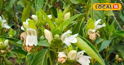 Adusa: Ayurvedic Wonder Herb for Multiple Ailments, Grandmothers' Secret Remedy