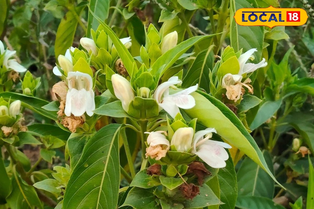 Health Tips: आयुर्वेद में बेहद प्रभावी औषधि माना जाता है अडूसा, कई बीमारियों में कारगर, दादी-नानी भी करती थीं उपयोग