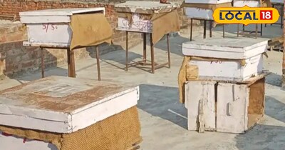 घर बैठे शुरू करें मधुमक्खी पालन: सरकार दे रही 60% सब्सिडी, बंपर कमाई का मौका.