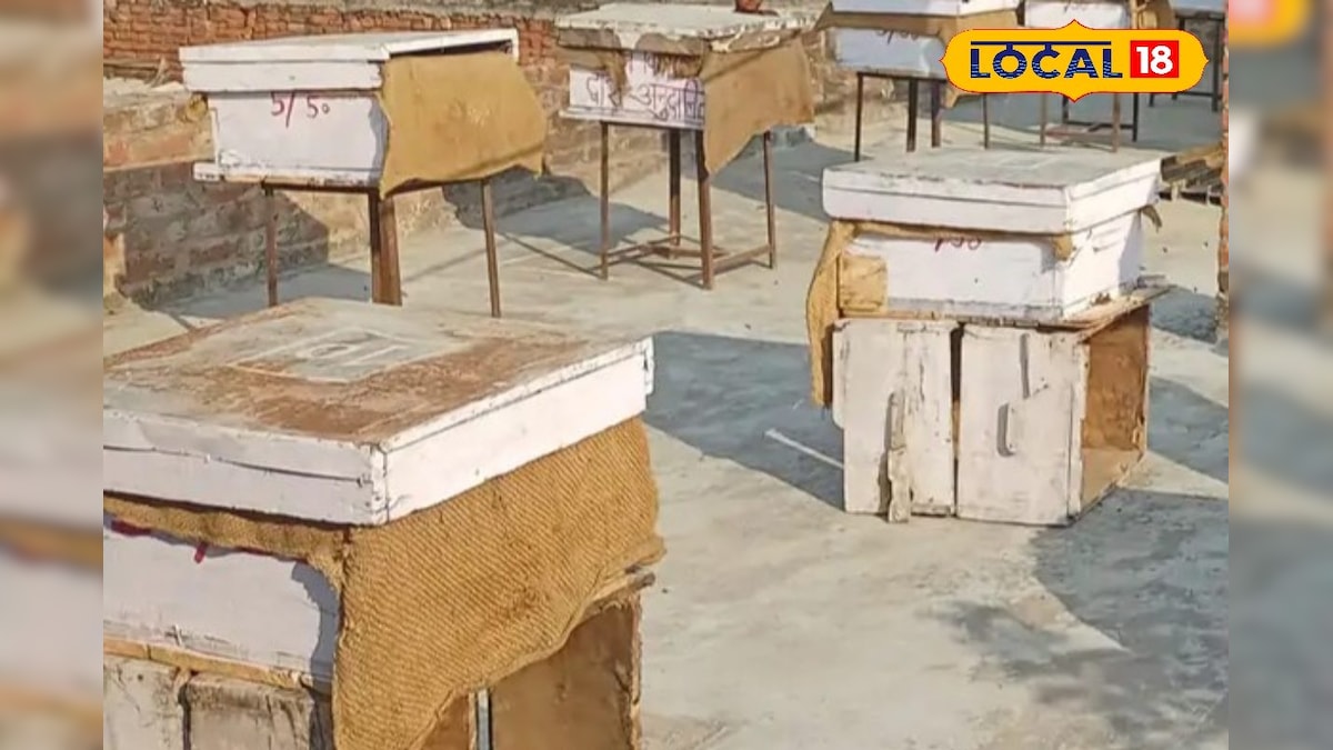 घर बैठे शुरू करें मधुमक्खी पालन, सरकार दे रही 60% तक सब्सिडी, कमाई बंपर