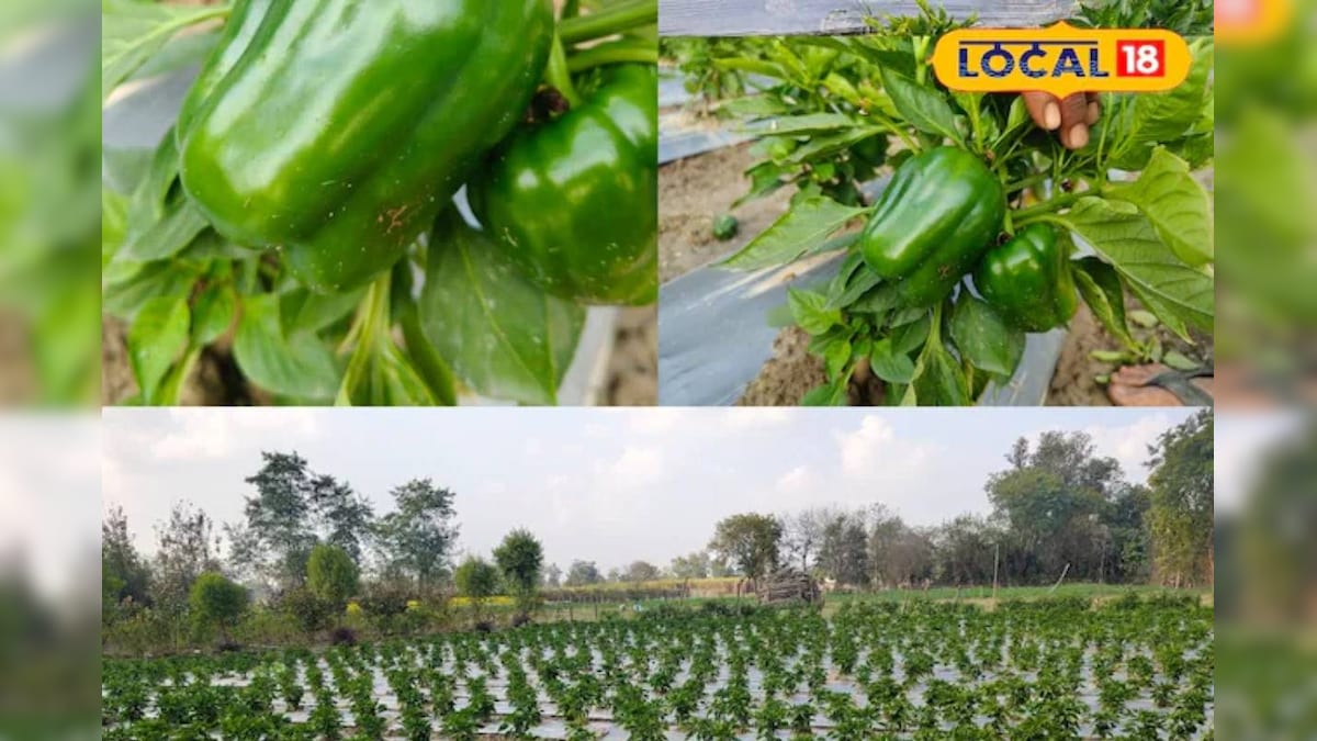 शिमला मिर्च की खेती बनी मुनाफे का सौदा, आधे एकड़ में 90 हजार तक कमाई,किसान जानें ट्रिक