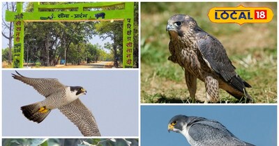 पेरेग्रीन फाल्कन (शाहीन बाज)