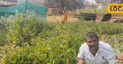 Kitchen Garden Magic: Ranchi Man Saves Thousands, Grows 10+ Veggies on 8 Dismil Plot