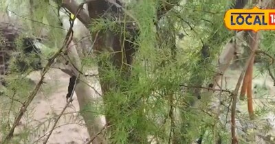 Wild Root: A Boon for New Mothers, Curing Weakness and Anemia