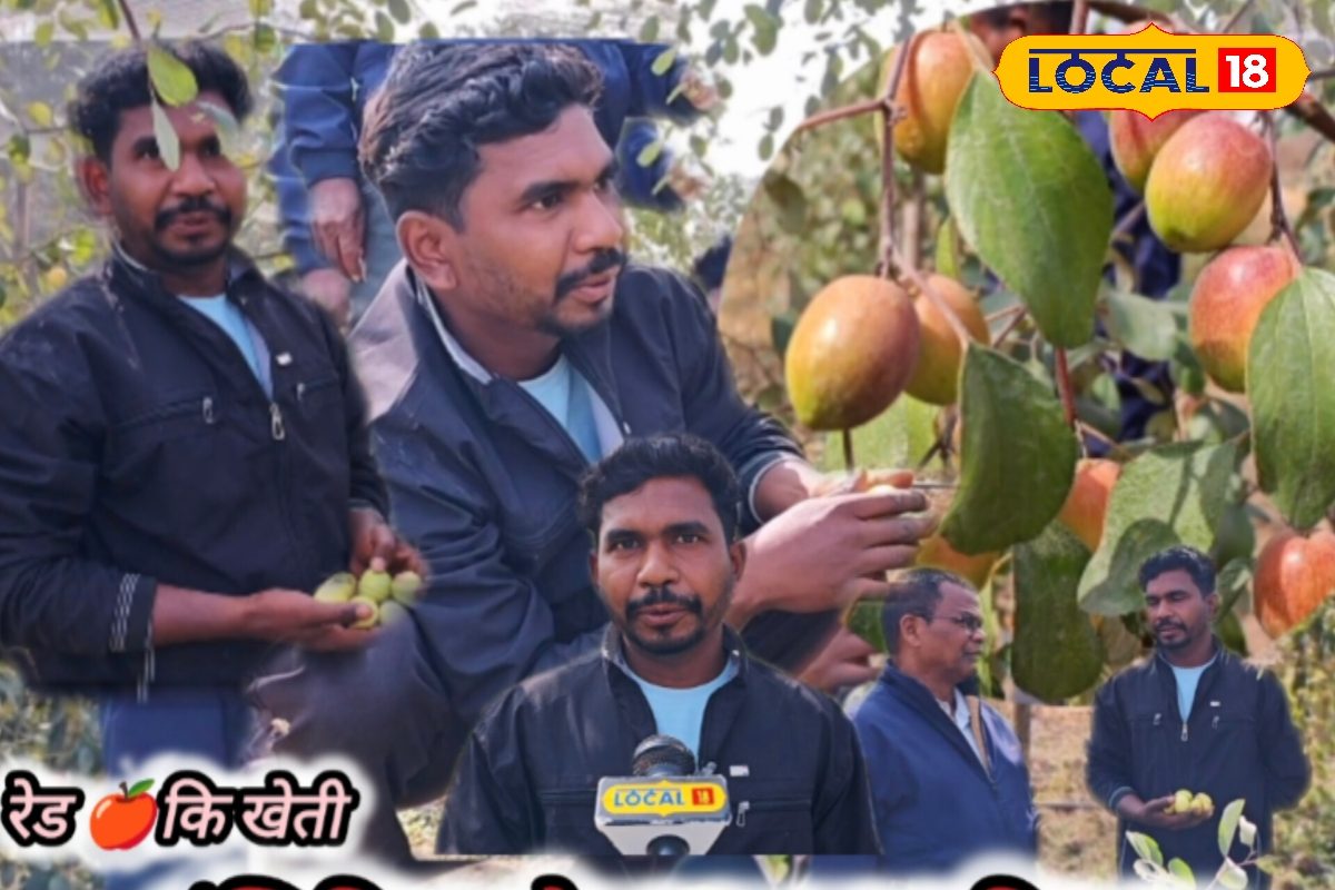 इंजीनियर से एप्पल बेर किंग! गजब है अंबिकापुर के गोविंद का बंपर कमाई फार्मूला