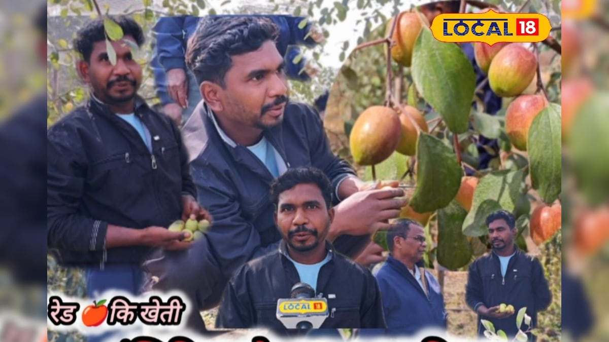 इंजीनियर से एप्पल बेर किंग! गजब है अंबिकापुर के गोविंद का बंपर कमाई फार्मूला