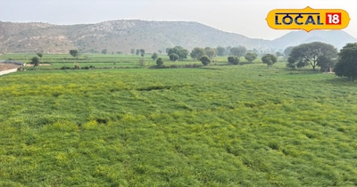 अलवर शीतलहर और पाले से फसल बचाव के उपाय